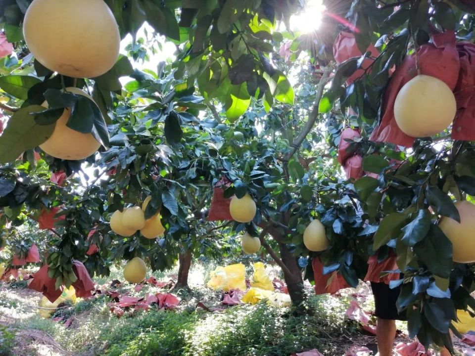 一片茂盛的柚子果园,金黄色的柚子挂满枝头,阳光洒在叶片上,背景是起伏的丘陵地形,农民正在采摘果实,展现丰收景象 柚子果园全景图