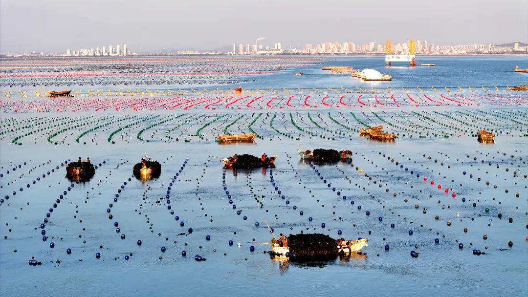 海带养殖场景俯视图