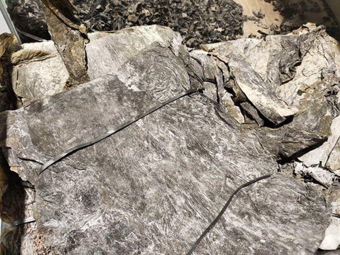 展示干海带(Saccharina japonica)与不同种类昆布(包括Laminaria属和Undaria属)的植物分类树状图,标注其科属种关系,背景为海洋环境,配有放大镜显示细胞结构细节 干海带与昆布的植物分类对比图