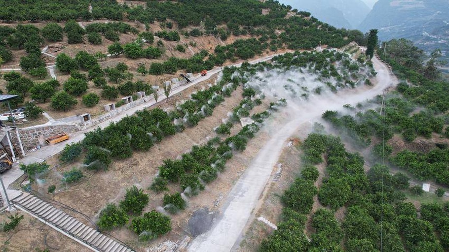 百香果果园喷药操作