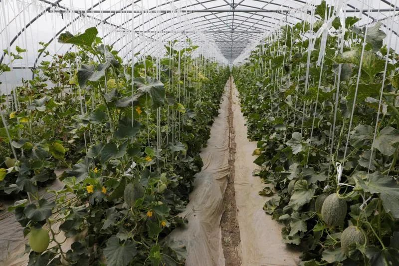 现代化种植场景