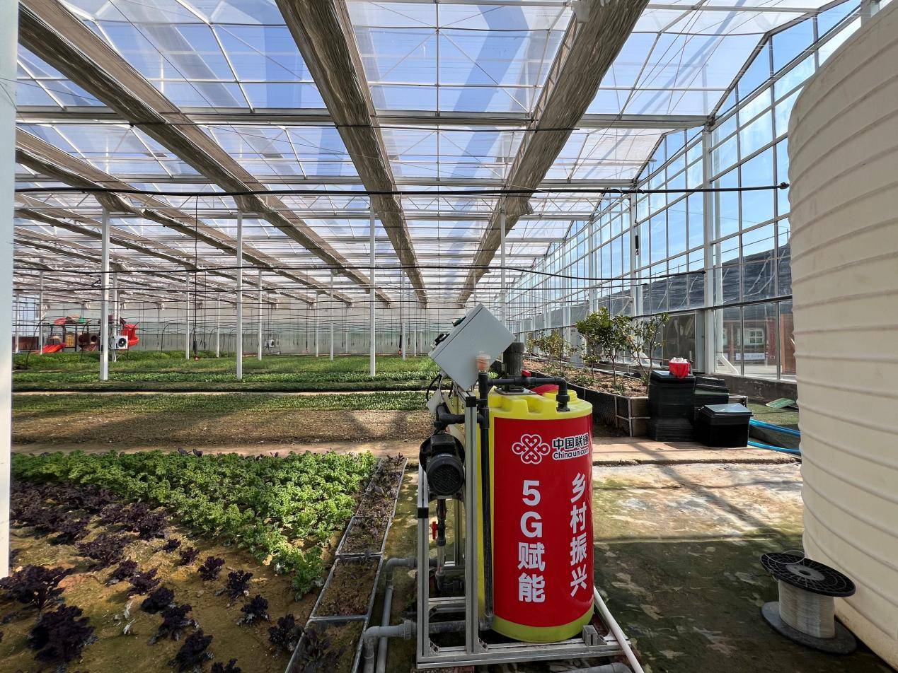 米胎菊生产线与茶园航拍