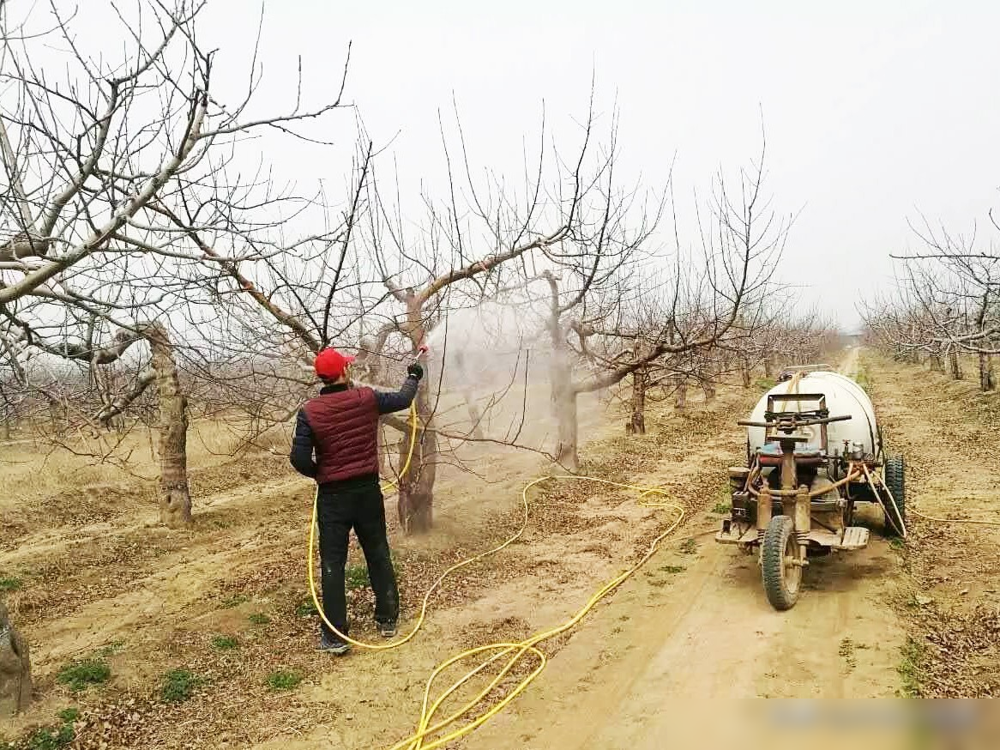 青枣果园标准化喷药作业场景
