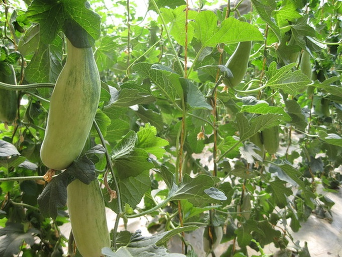蛇瓜植株挂果特写