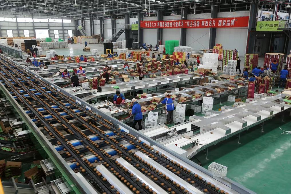 海南猕猴桃包装与冷链运输现场