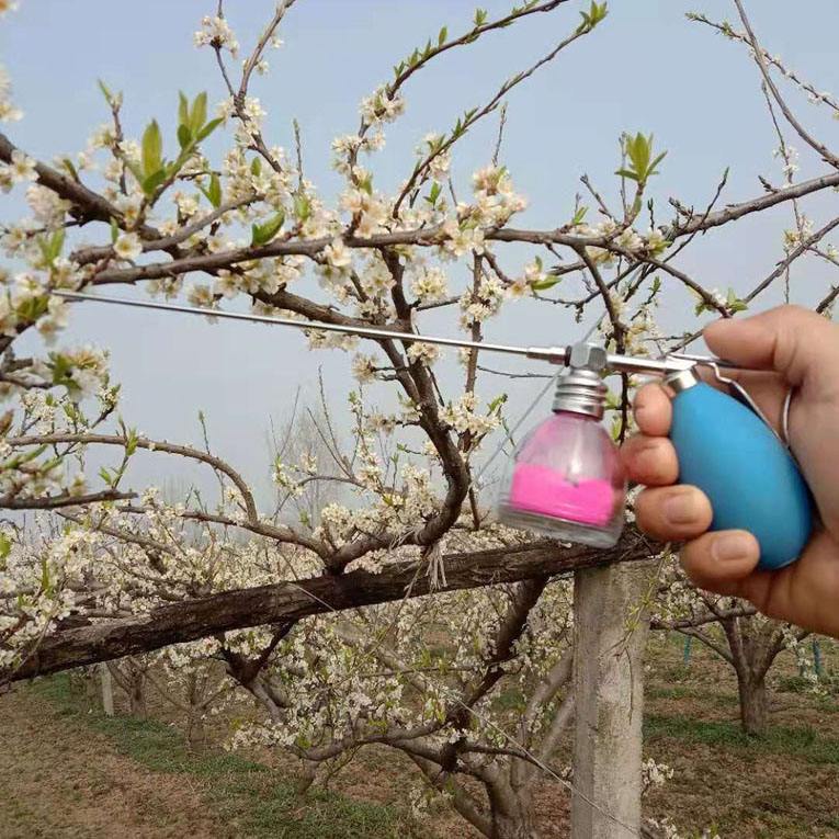 果园中果农正在使用手持授粉器进行人工授粉操作