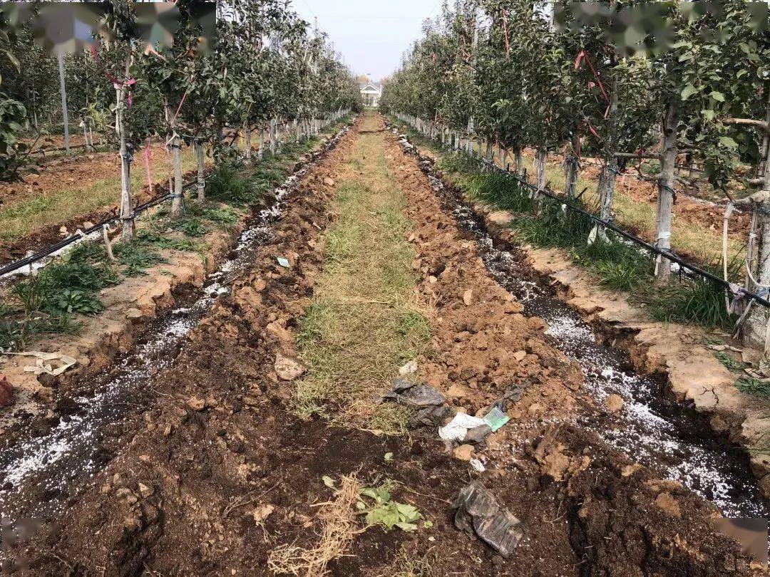 耐阴藤本月季种植前土壤改良示意图