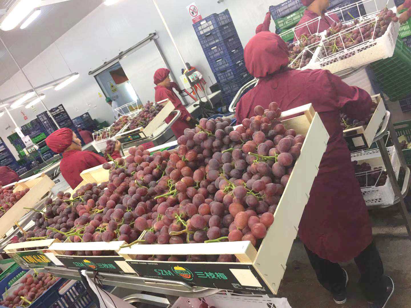 印度青提冷链运输与包装场景