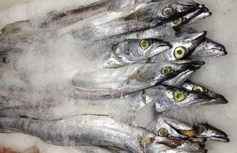 超市冷鲜柜中整齐摆放着多条冰鲜带鱼,鱼身覆盖薄冰,银鳞闪闪发亮,旁边标有‘东海野生带鱼’的价格牌,一位顾客正弯腰仔细挑选,背景是其他海鲜品类 超市冰鲜区陈列的优质钓带鱼