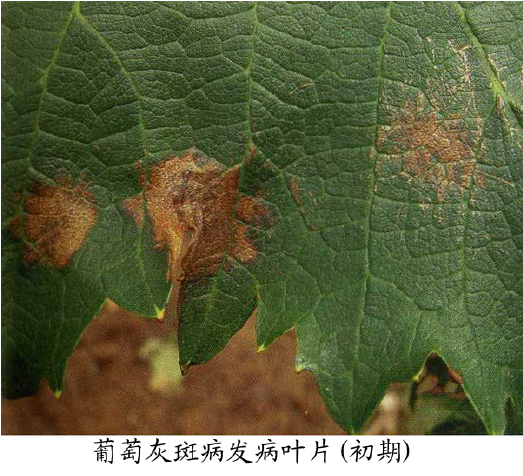 显微镜下灰葡萄孢菌孢子结构
