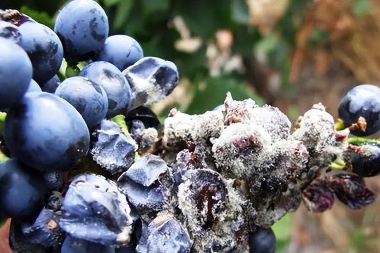 葡萄与金黄色葡萄球菌的关系