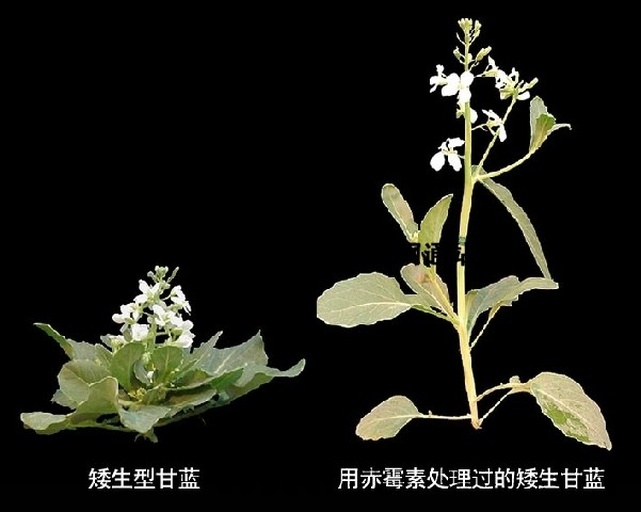 甘蓝健康根系与病根对比图：左侧为健壮甘蓝根系（主根粗壮，侧根发达，须根浓密洁白）；右侧为受腐霉菌侵染的病根（主根中段褐变软腐，侧根大量脱落，残留根尖呈黑褐色）