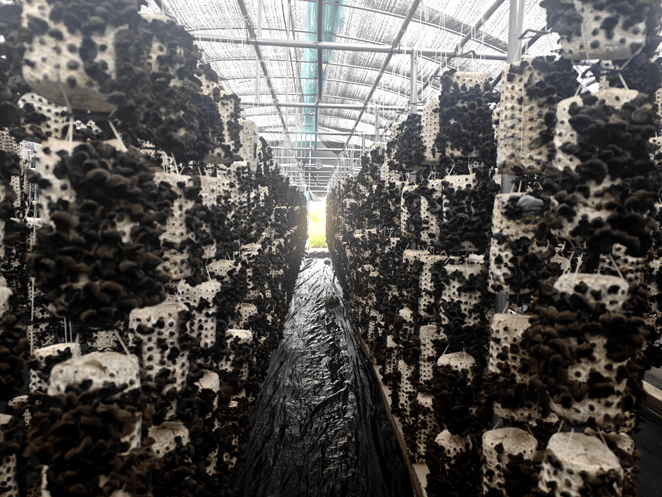 现代化黑木耳种植大棚内部:顶部安装智能雾化喷头与温湿度传感器,侧墙设全自动轴流风机与百叶窗,地面铺设反光地膜,中央悬挂CO₂监测仪显示屏实时显示数值786ppm。工作人员正用红外测温枪检测耳棒表面温度(显示21.3℃) 黑木耳标准化栽培大棚内环境调控设备实景