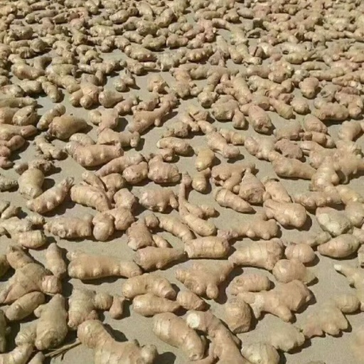 展示老姜切片后在竹匾上晾晒的画面,背景为晴朗的蓝天 老姜在阳光下晾晒的过程