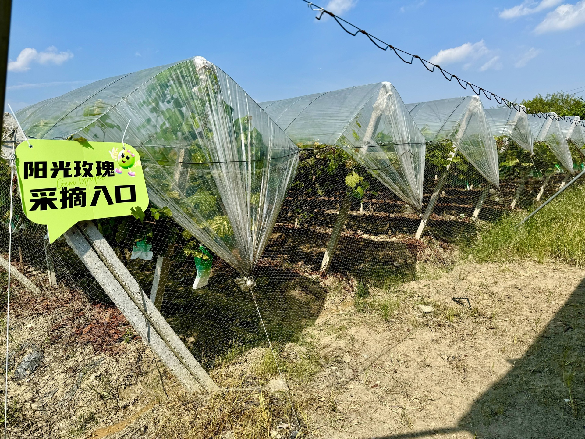 一座现代化阳光玫瑰葡萄园,田间设置太阳能杀虫灯、黄色粘虫板和瓢虫释放盒,地面种植低矮绿草形成生态覆盖层,工人正在检查叶片背面是否有虫害迹象,体现绿色可持续种植理念 阳光玫瑰葡萄园中的绿色防控设施实景
