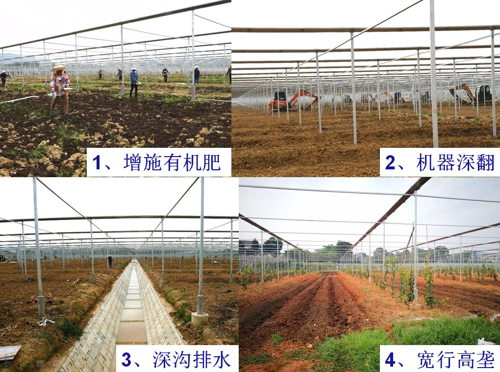 秋季基肥施用现场图