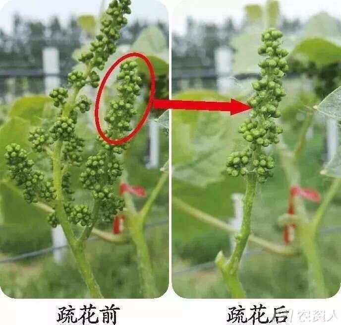 科学可视化图像:气相色谱-质谱联用(GC-MS)分析结果图(左)与对应葡萄果穗实物(右)并置,标注关键香气物质峰位(己醛、香叶醇、苯乙醇) 阳光玫瑰葡萄香气成分气相色谱图与实物对照:左侧为优质果释放的青苹果-玫瑰-蜂蜜三重香气分子峰谱,右侧为香精处理果的单一强玫瑰峰谱