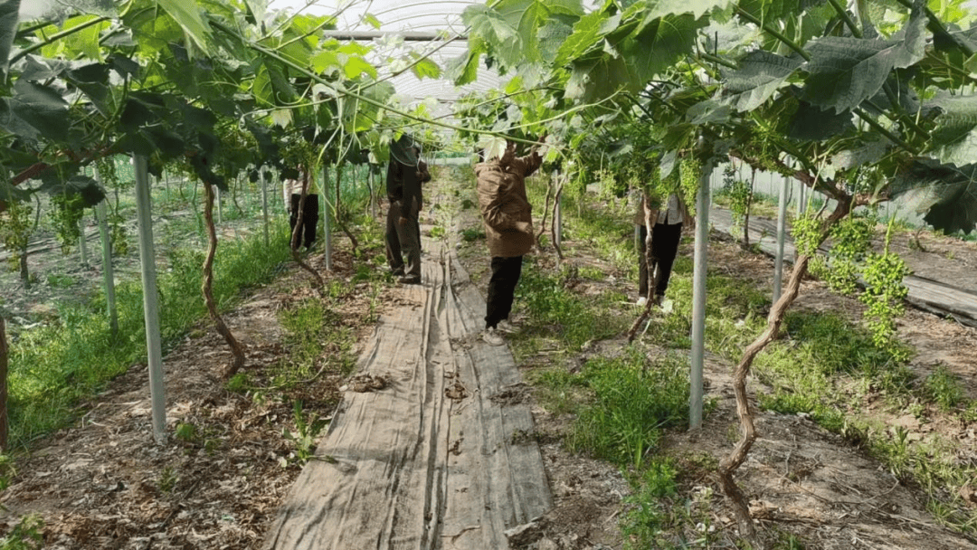 印度葡萄园中的绿提采摘场景