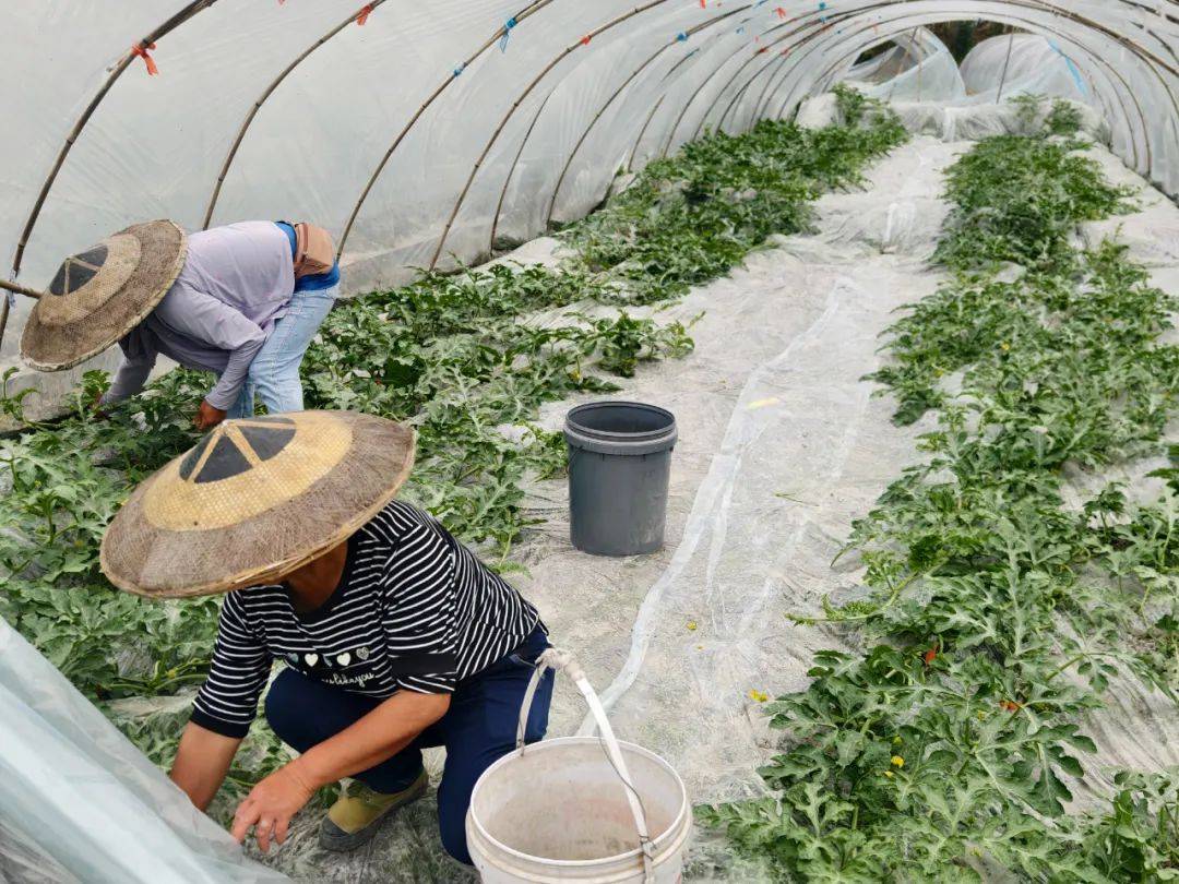 两位身穿防护服的农技人员在西瓜与香瓜交错种植的田地中工作:一人手持pH测试仪检测土壤酸碱度,另一人记录数据;地面上可见明显的垄沟划分和滴灌管线;远处有气象监测站显示当前温度与湿度 田间管理实景照片