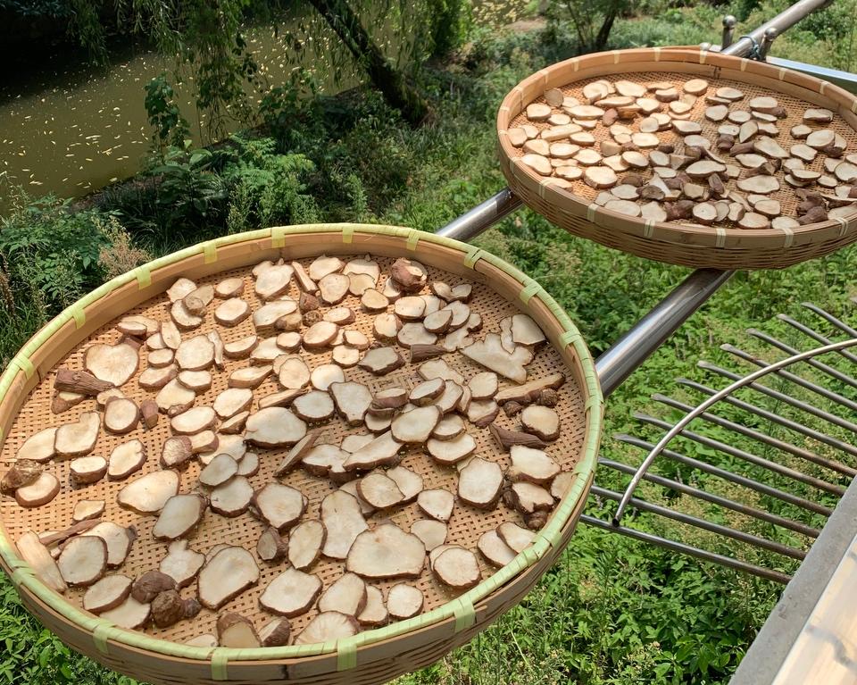 中药师正在晾晒和整理采集来的寄生草药材