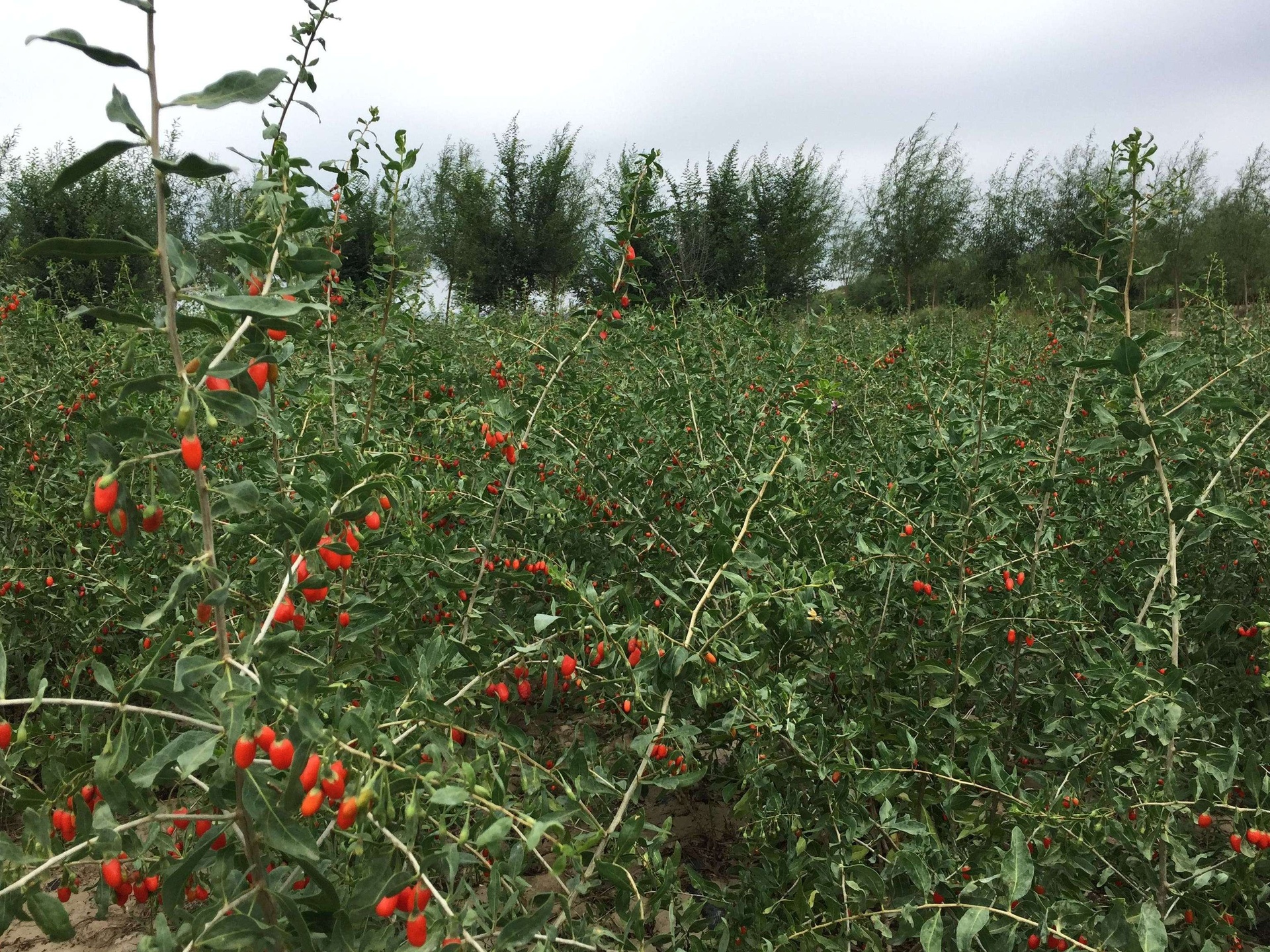 农家采摘枸杞场景