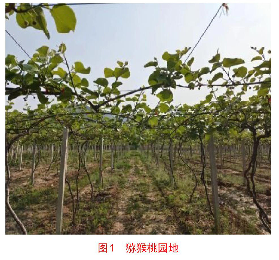 藤桃果园全景图
