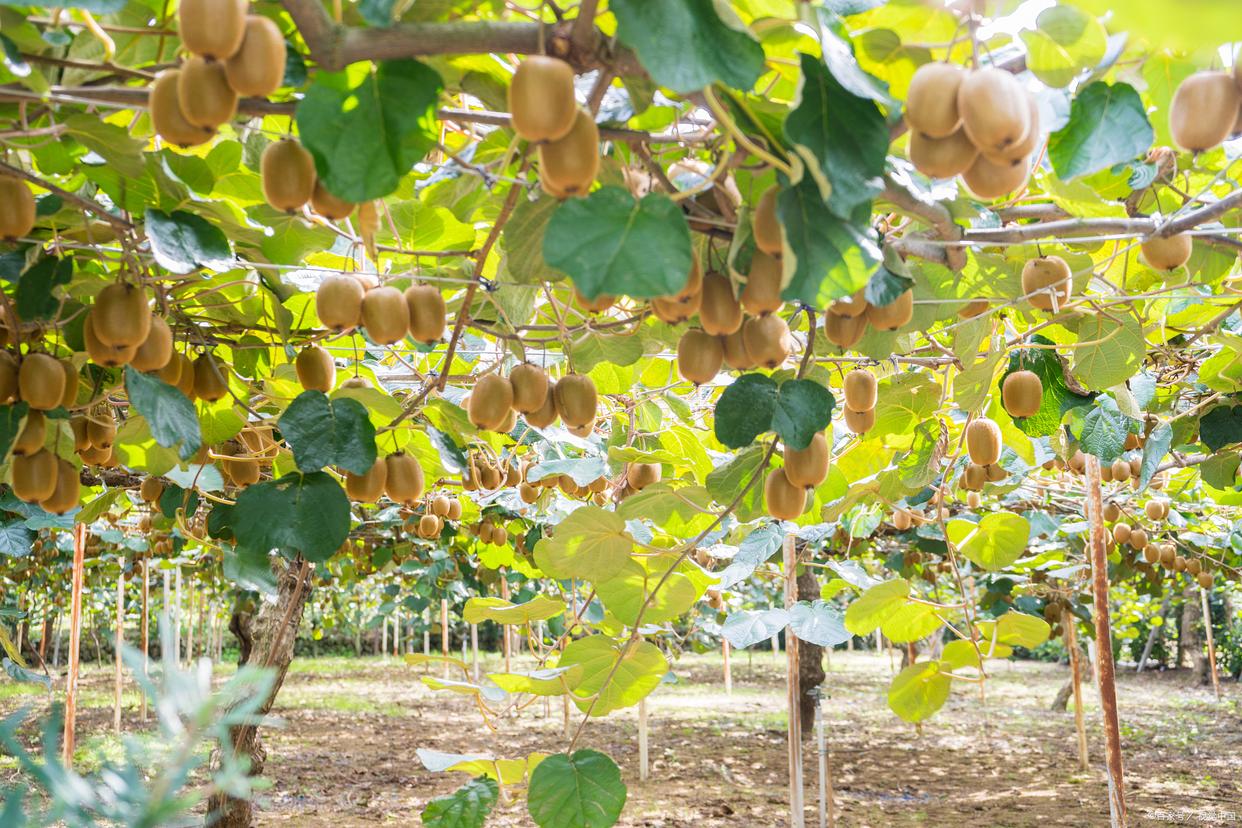 金猕猴桃果园航拍图