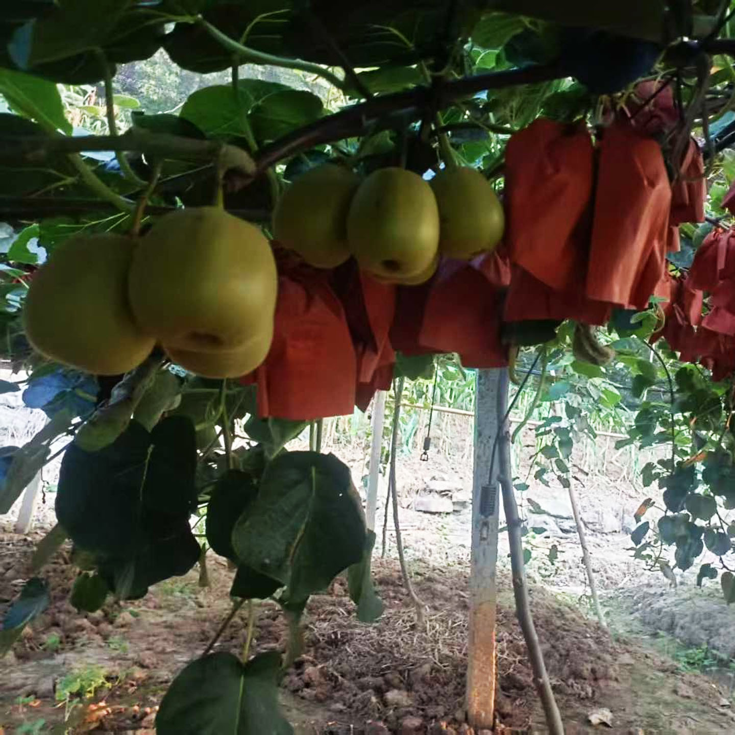 modern kiwifruit packing facility with automated sorting line, workers in hygiene suits handling fresh Hayward kiwis, conveyor belts moving fruits through grading machines, labeled cartons ready for shipment, cold storage room visible in background 现代化猕猴桃分选包装车间