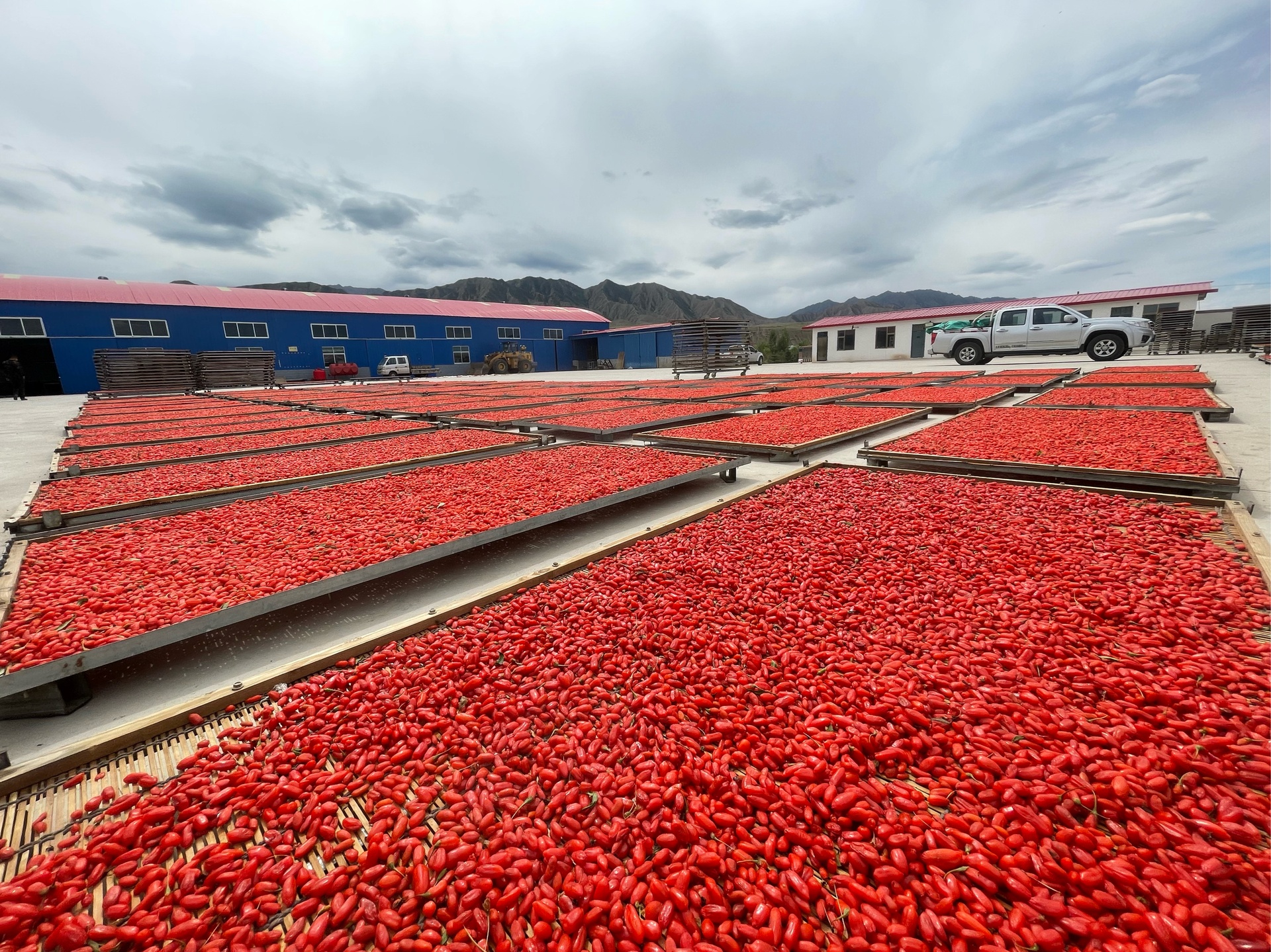 宁夏中宁县一片规模化红枸杞种植基地,航拍视角下整齐排列的枸杞田,植株呈深绿色,部分已挂满红色果实,远处有农民正在采摘,体现生态种植与标准化生产场景 红枸杞种植基地航拍