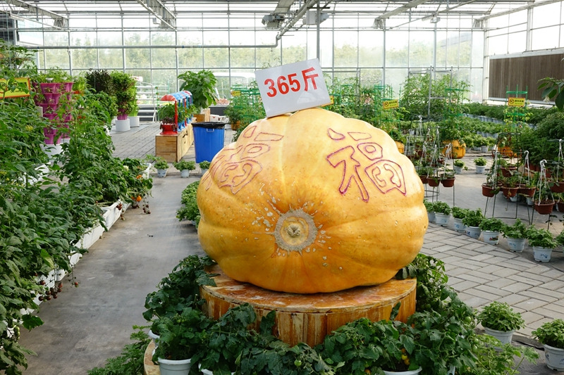 巨型南瓜展销活动现场