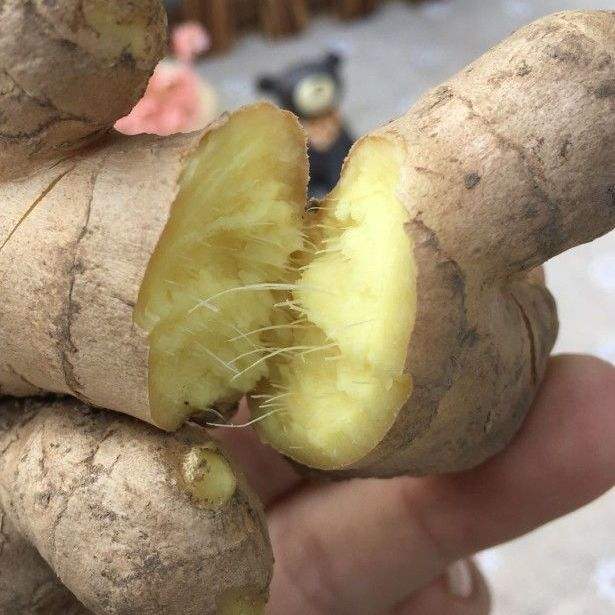 一颗成熟的老姜被横向切开,露出金黄色的内部组织,纹理清晰,汁液饱满,边缘略带纤维丝状结构,放置在木质砧板上,背景虚化显示厨房环境 老姜横切面特写展示内部结构