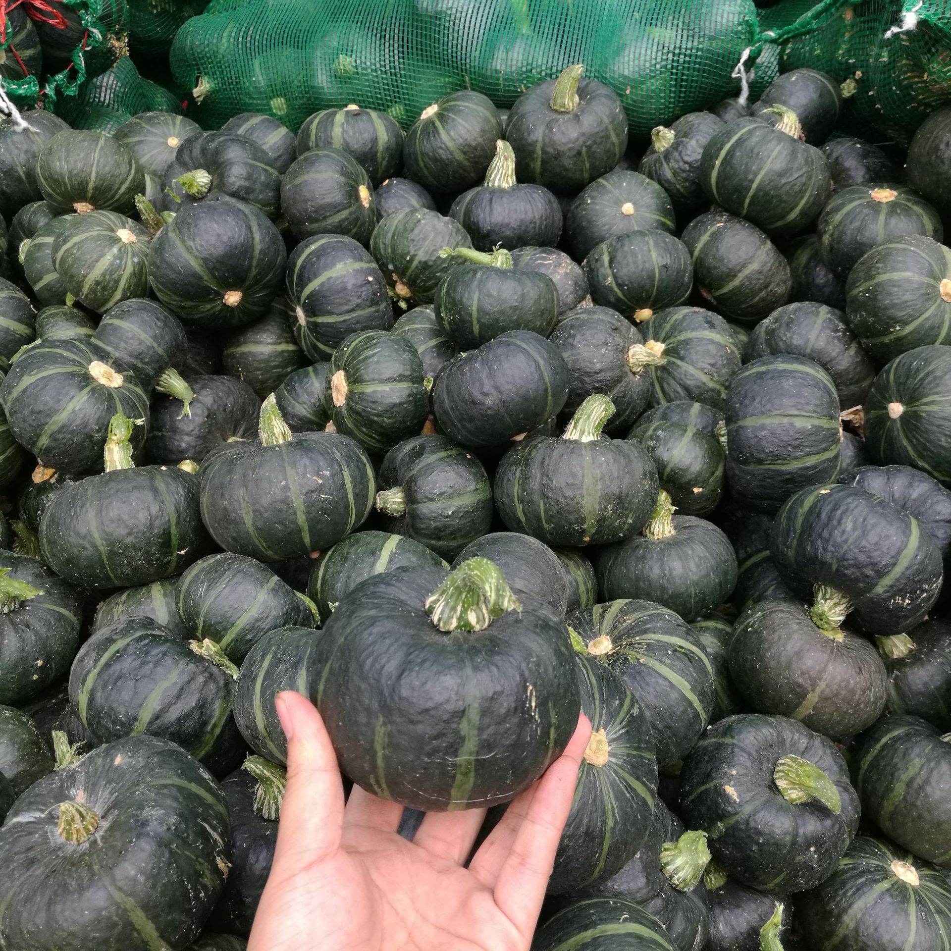 青的南瓜特写：一只表皮光滑、泛着蓝绿灰调光泽的椭圆形奶油南瓜，顶部残留嫩绿瓜蒂，表面有细微蜡质白霜，切开一角露出淡乳黄色瓜肉与少量浅色籽腔，背景为木质砧板与几片新鲜罗勒叶