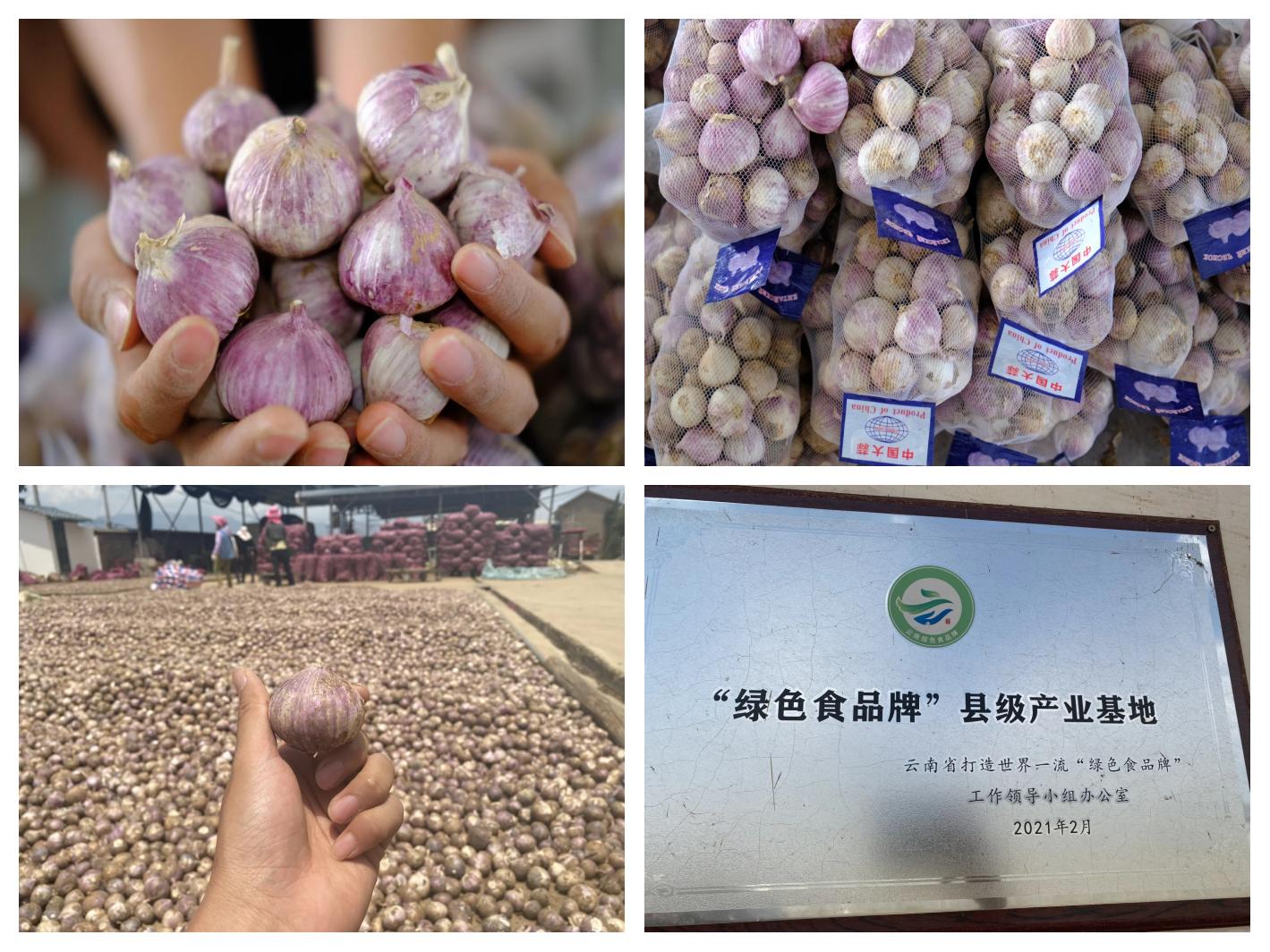 图片内容为现代化蒜薹加工车间场景:工人正在对新鲜采收的蒜薹进行长度测量、直径检测和外观评级,背景为自动捆扎机和冷藏暂存区,体现标准化、规范化作业流程 蒜薹分级与包装现场