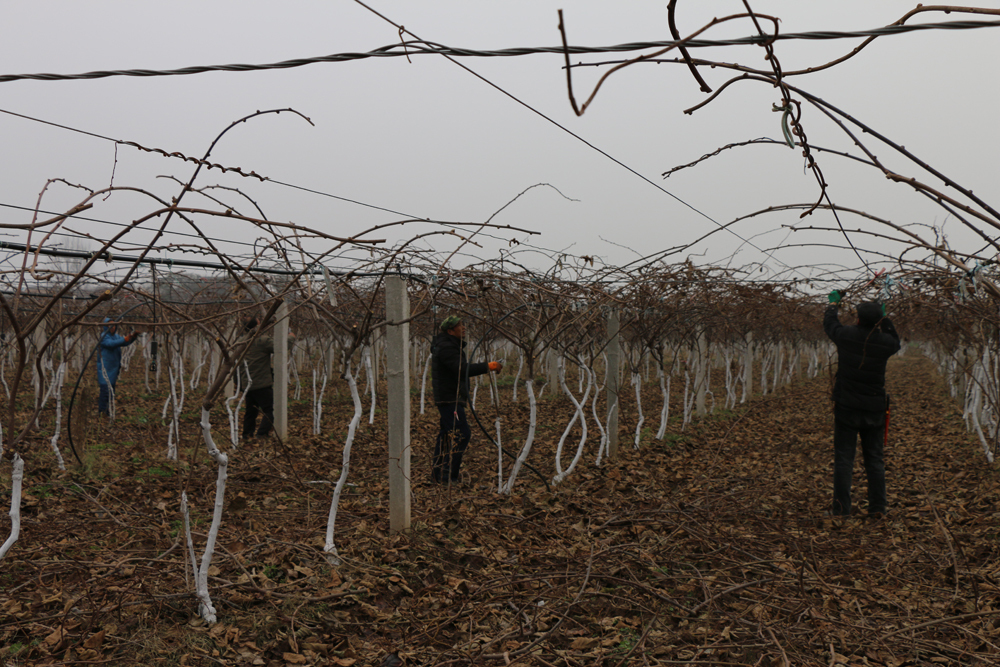 阳光玫瑰冬季修剪现场图