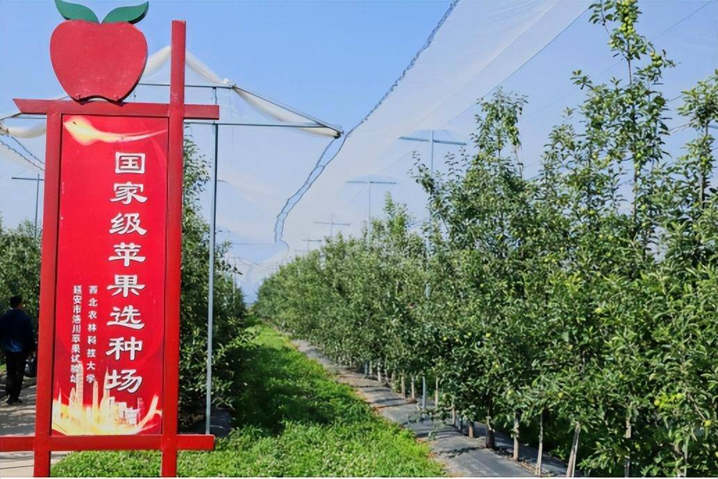 甘肃静宁县界石铺镇红星苹果分选包装线实景