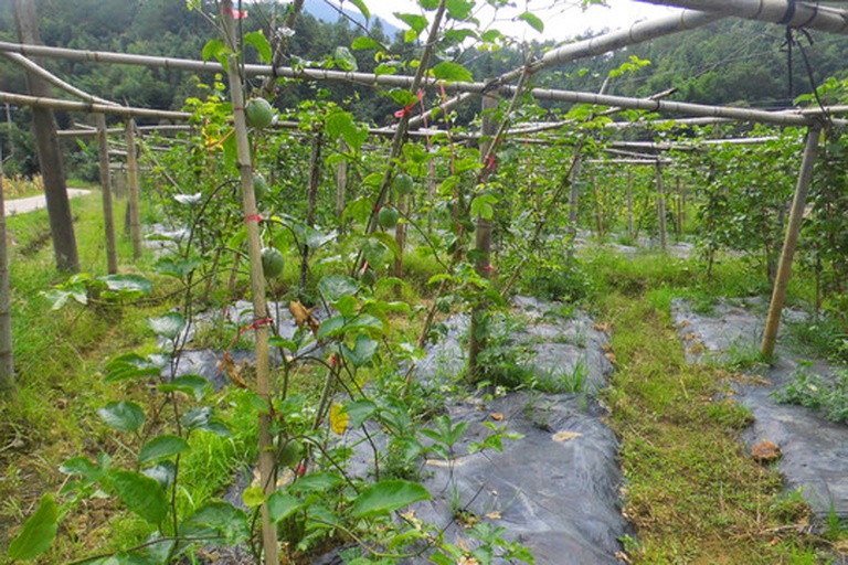 workers packaging mature broad-leaf privet saplings for shipment, roots wrapped in burlap, stems tied neatly, wooden crates nearby, nursery environment with labeled rows in the background 大叶女贞苗木出圃打包现场
