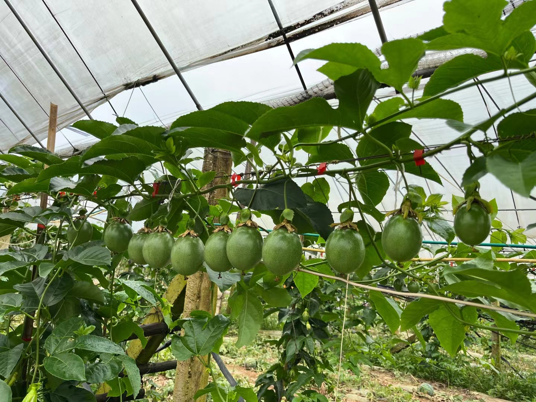 百香果在温室中的种植实景图 百香果温室种植实景图
