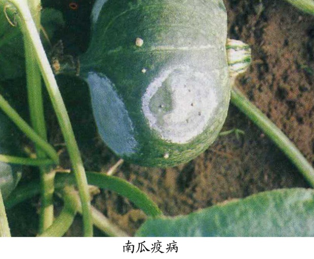 蜜本南瓜常见病害症状识别图谱