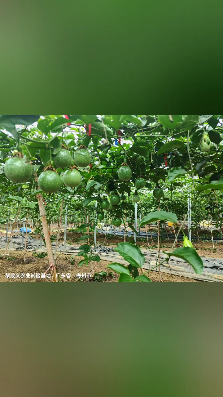 百香果在中国的主要种植区域分布图,标注不同地区推荐种植时间 百香果种植区域分布图