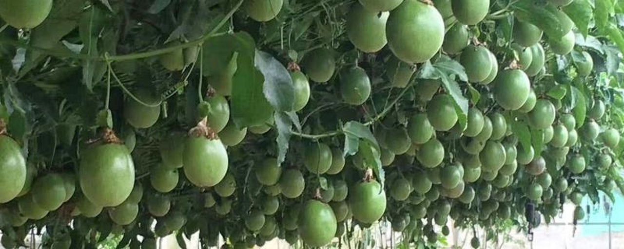 俯视角度拍摄的多香果种植园,整齐排列的藤架覆盖绿色藤蔓,果实悬挂在枝条间,阳光洒落,背景可见热带雨林边缘和远处山峦,体现生态化种植环境 多香果热带种植园航拍图