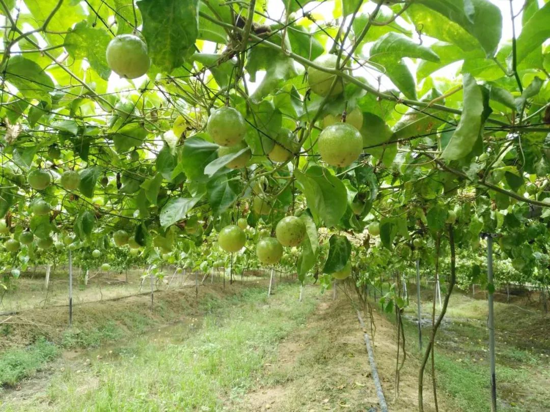 图片说明:一片整齐的百香果园,架式规范,植株健壮,地面覆盖黑色地膜,设有滴灌系统和黄色粘虫板,体现科学种植管理模式 百香果园标准化管理实景图