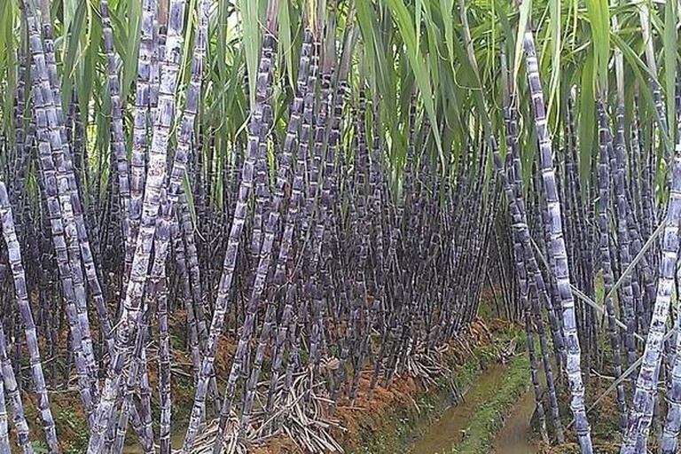 黑皮甘蔗田航拍图