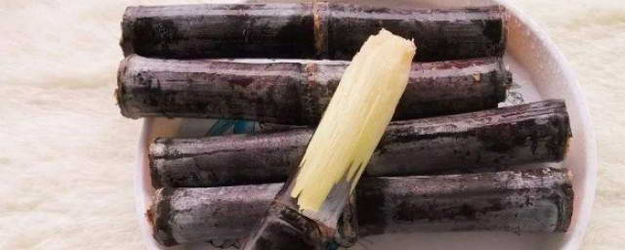 一根完整的甘蔗被纵向剖开,显示其内部纤维结构和不同节段的颜色差异;底部颜色较深、质地致密,顶部颜色较浅、水分饱满;图示标注了糖分从叶片向下运输的方向箭头,并用渐变色表示糖浓度由上至下递增 甘蔗剖面图展示糖分分布