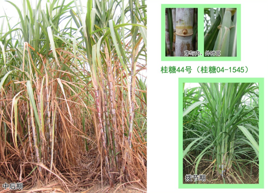 甘蔗茎段结构示意图
