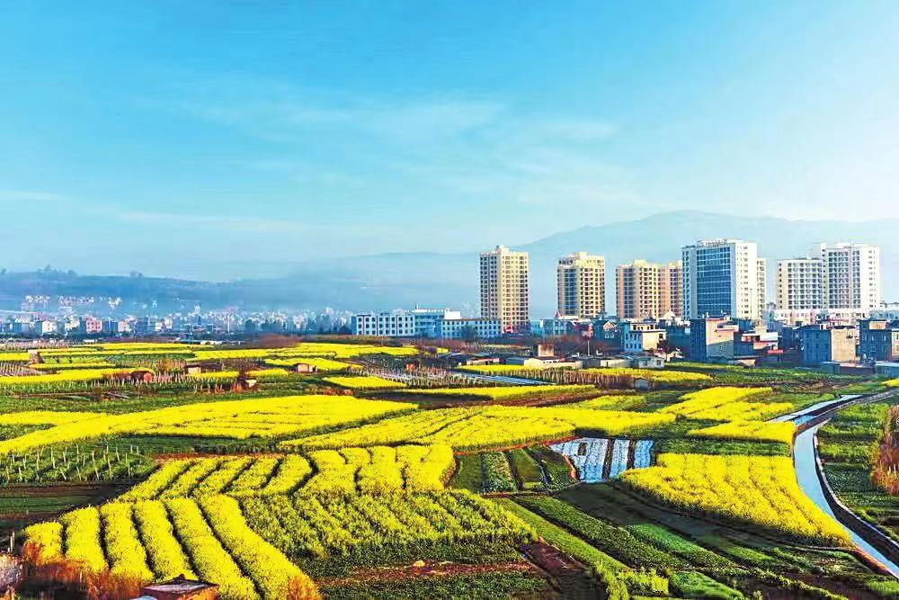 油菜田与油菜籽特写