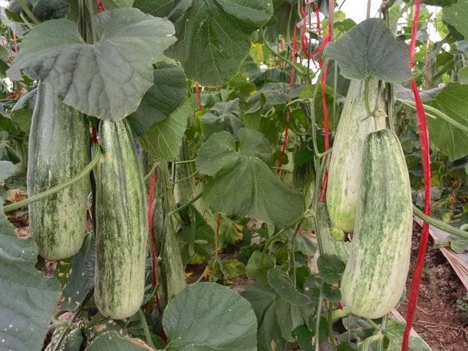 吊瓜植株挂果特写:藤蔓攀援于竹架之上,多枚橙红色椭圆形果实自然下垂,果皮光滑鲜亮,部分果实顶端残留枯黄花萼,背景可见心形深裂叶片与卷须 吊瓜植株挂果特写:藤蔓攀援于竹架之上,多枚橙红色椭圆形果实自然下垂,果皮光滑鲜亮,部分果实顶端残留枯黄花萼,背景可见心形深裂叶片与卷须