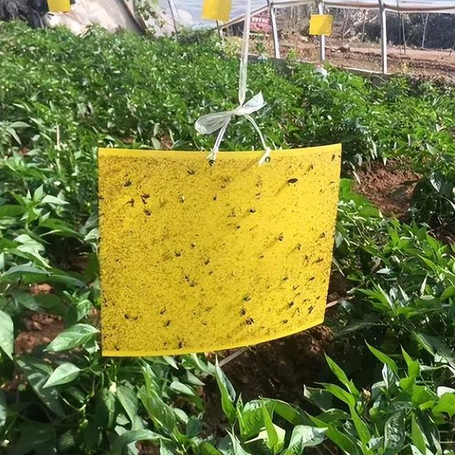 葡萄园内悬挂着透明塑料雨罩保护果实，同时树间设置黄色粘虫板和性信息素诱捕器