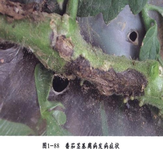 一株感染西红柿根腐病的植株,根部呈现明显的黑褐色腐烂,根皮脱落,地上部分叶片黄化萎蔫,整体生长停滞。背景为潮湿的温室土壤环境,有助于病害识别与诊断 西红柿根腐病典型症状图