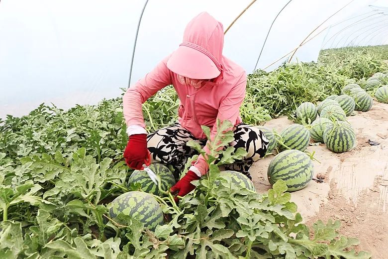 8424西瓜之母在试验田中观察西瓜生长情况