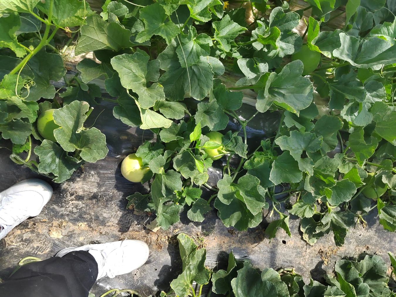 一片甜瓜种植田,农民正在使用背负式喷雾器对甜瓜植株进行叶面喷药作业,植株处于坐果期,果实大小如拳头,叶片健康绿色,田间设有简易遮阳棚,土壤湿润 甜瓜田间管理场景